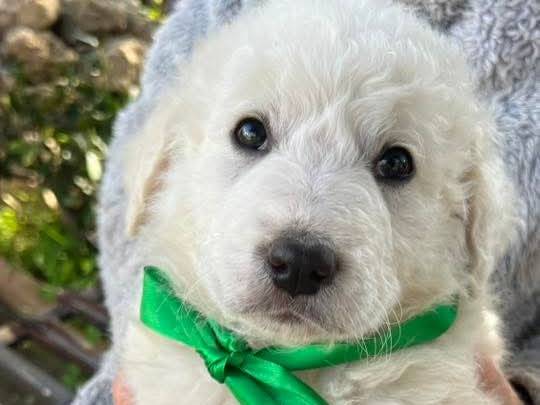 Adotta un cane, maschio, 2 mesi, Siracusa