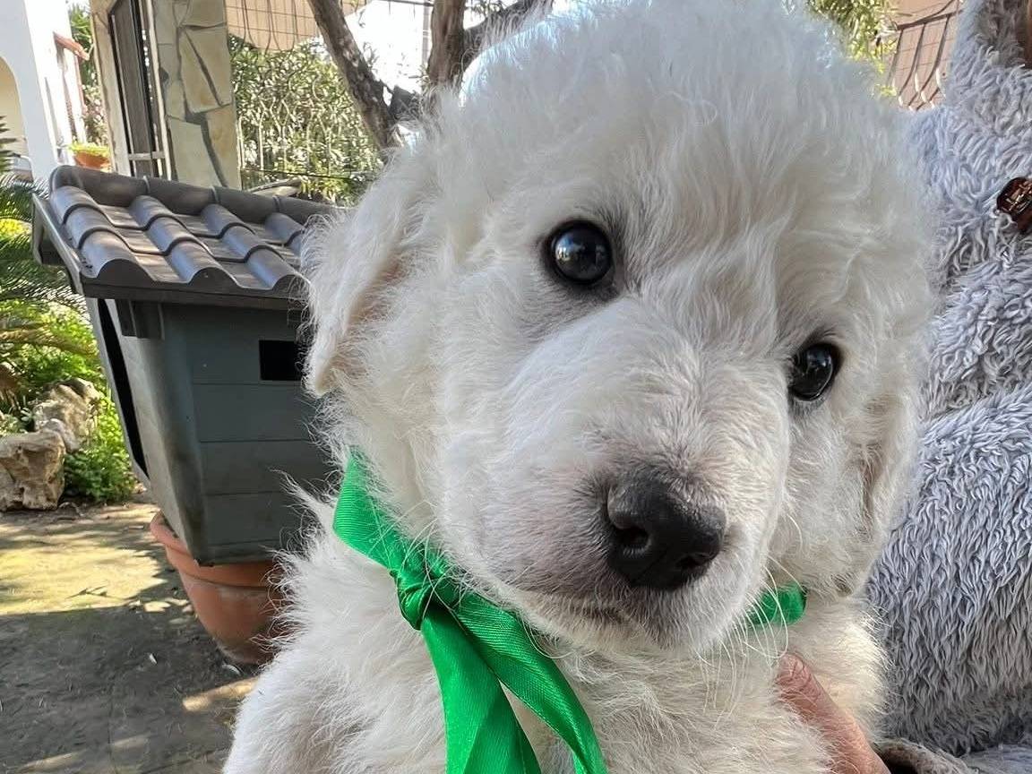 Adotta un cane, taglia media, maschio, Siracusa