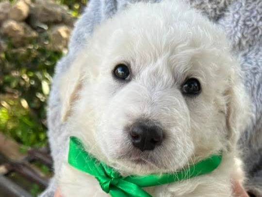 Adotta il cane APOLLO a Siracusa