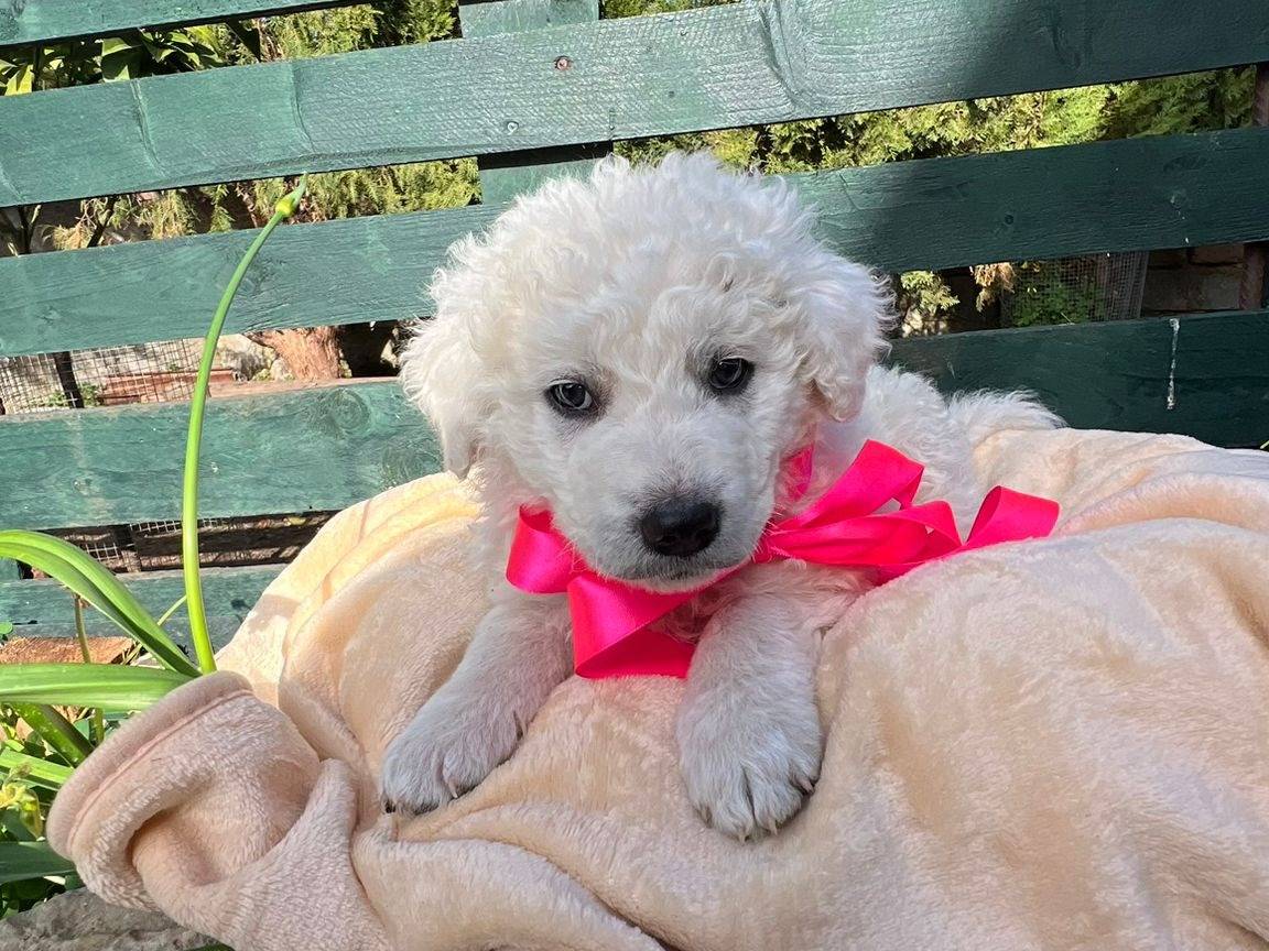 Adozione cane, femmina, Razza sconosciuta Razza sconosciuta, 2 mesi, taglia media, Siracusa