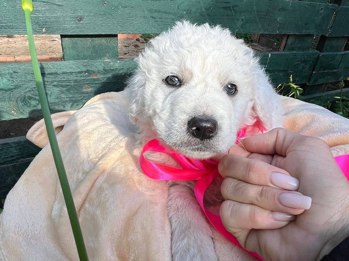Adotta un cane, femmina, 2 mesi, Siracusa