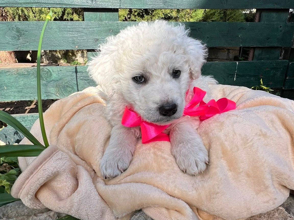 Adotta un cane, taglia media, femmina, Siracusa