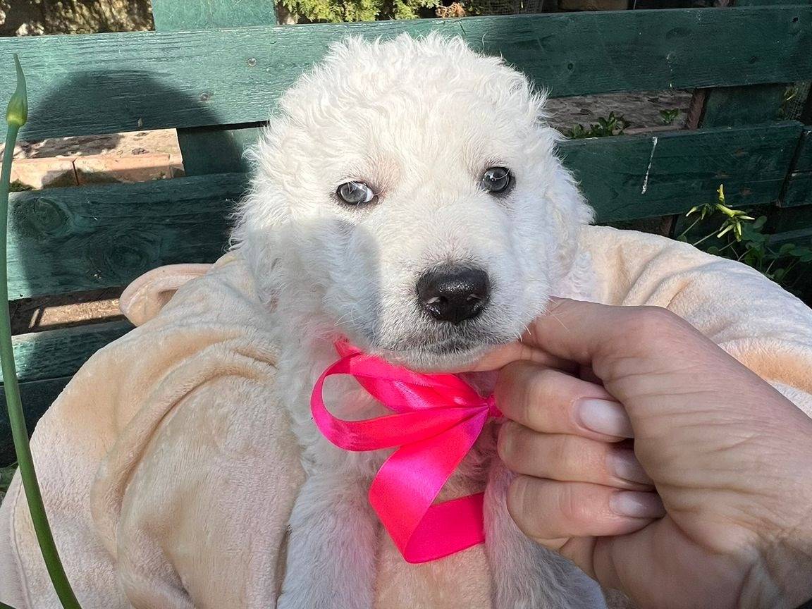 Adotta il cane KARLA a Siracusa