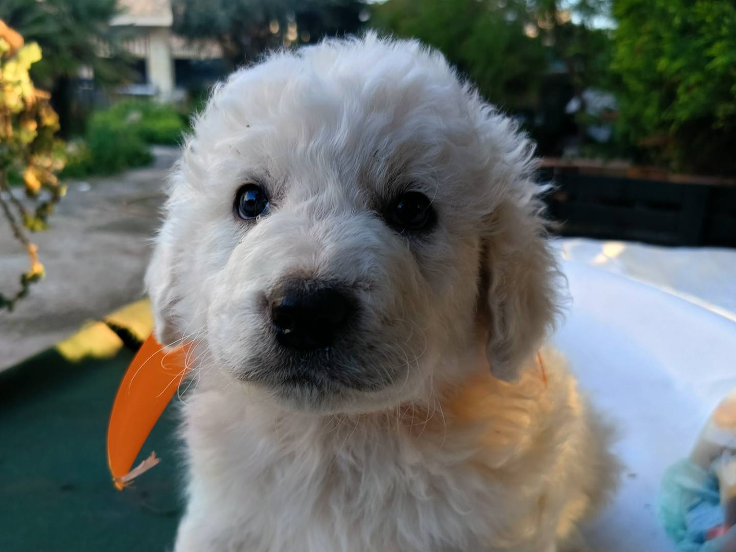 Adozione cane, maschio, Razza sconosciuta Razza sconosciuta, 2 mesi, taglia media, Siracusa