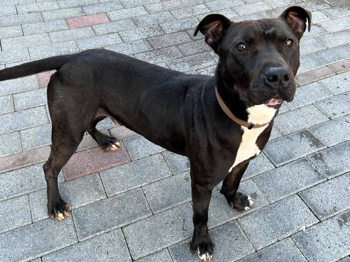 Adozione cane, maschio, Razza sconosciuta Razza sconosciuta, 1 anno e 6 mesi, taglia media, Milano