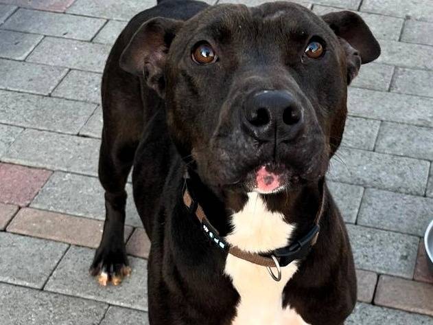 Vuoi adottare un cane a Milano?