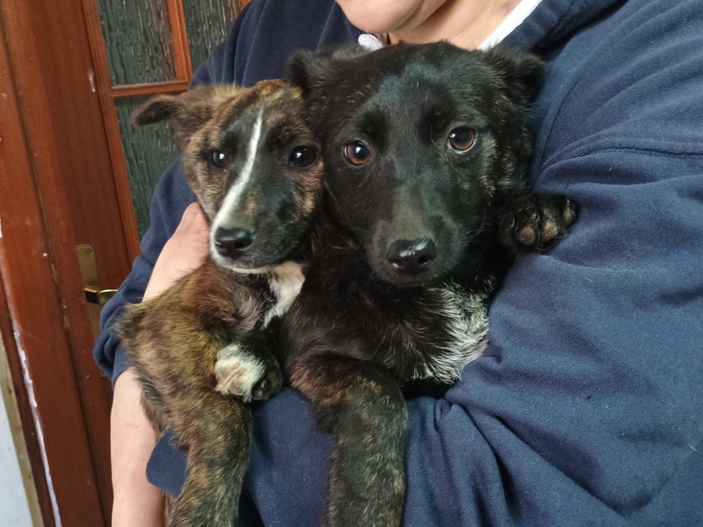 Adozione cane, femmina, Razza sconosciuta Razza sconosciuta, 5 mesi, taglia piccola, Caserta