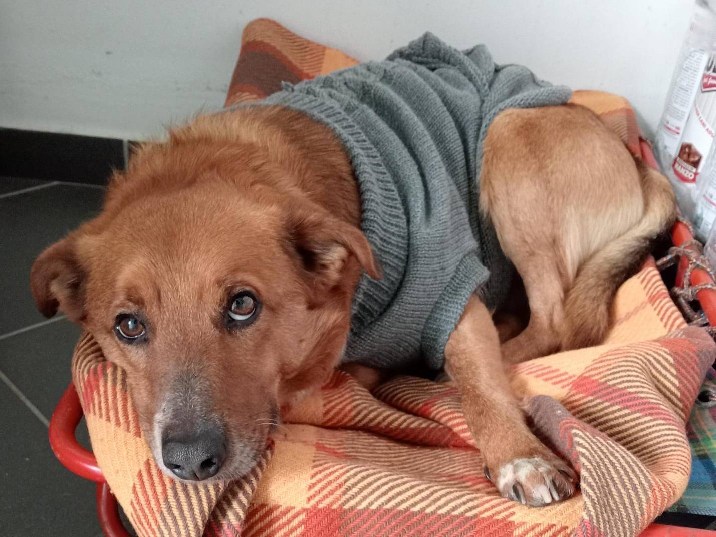 Adozione cane, maschio, Razza sconosciuta Razza sconosciuta, 6 anni e 2 mesi, taglia media contenuta, Torino