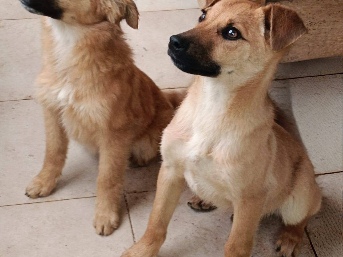 Adozione cane, femmina, Razza sconosciuta Razza sconosciuta, 5 mesi, taglia media contenuta, Bari