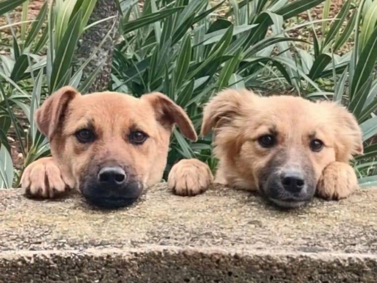 Adotta un cane, femmina, 5 mesi, Bari