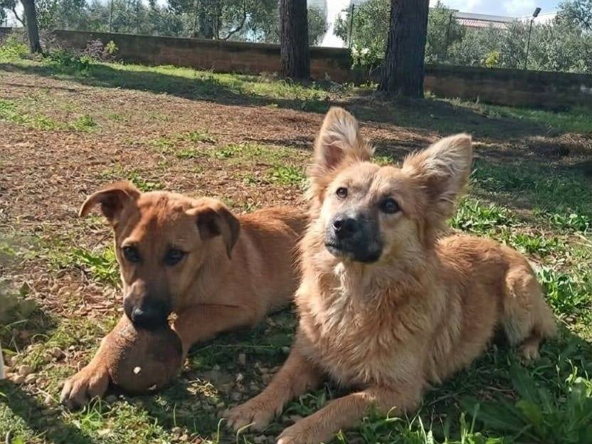 Vuoi adottare un cane a Bari?