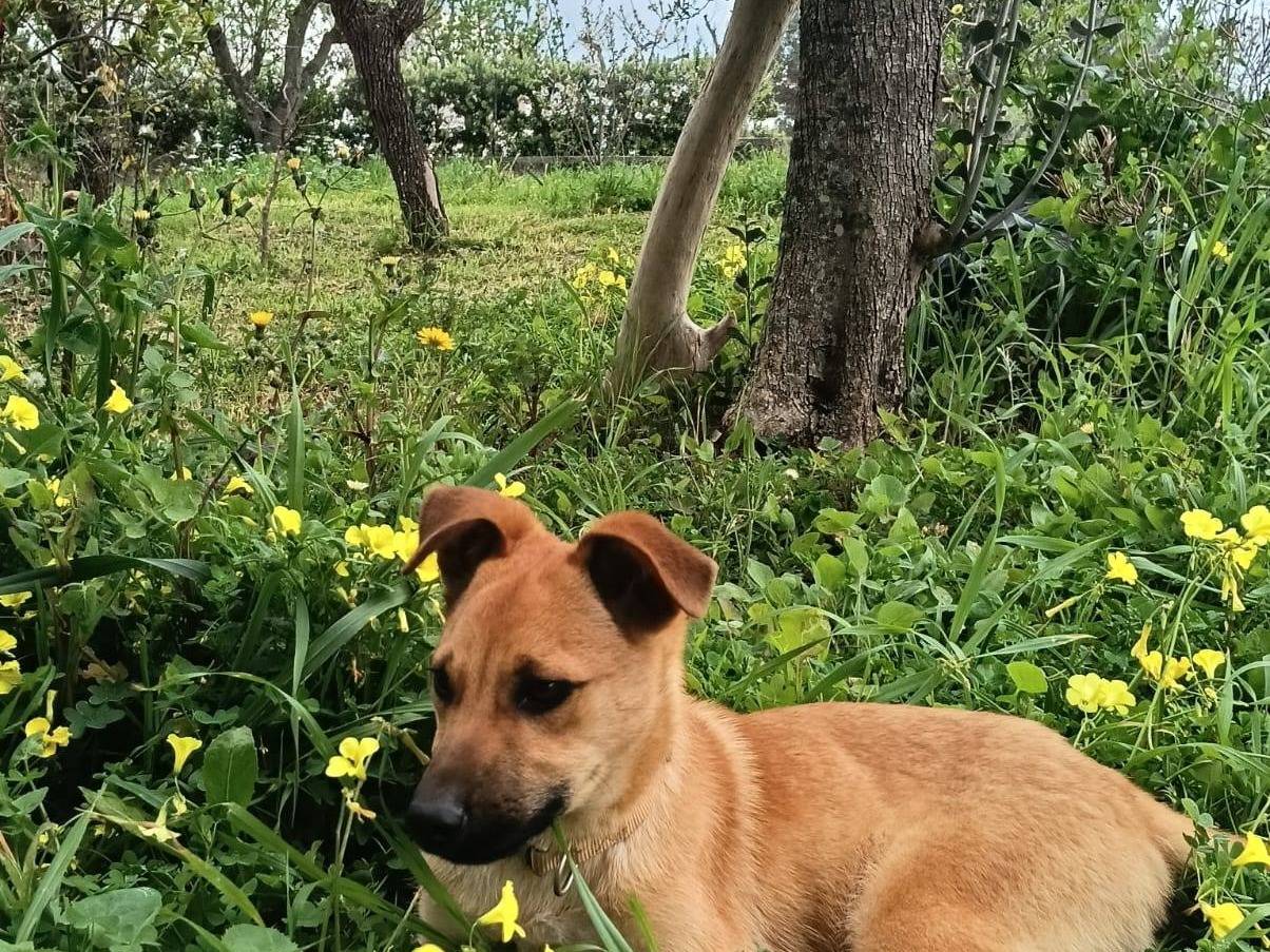 Adotta il cane Tom e Briciola a Bari