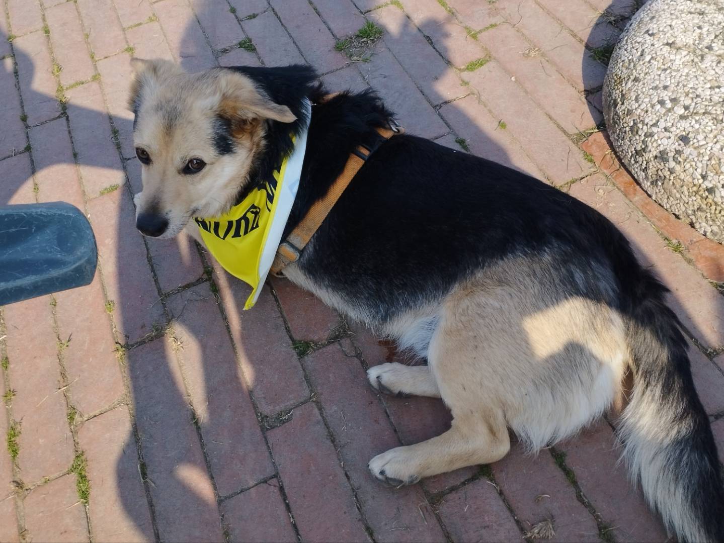 Adozione cane, maschio, Razza sconosciuta Razza sconosciuta, 5 anni e 7 mesi, taglia piccola, Milano