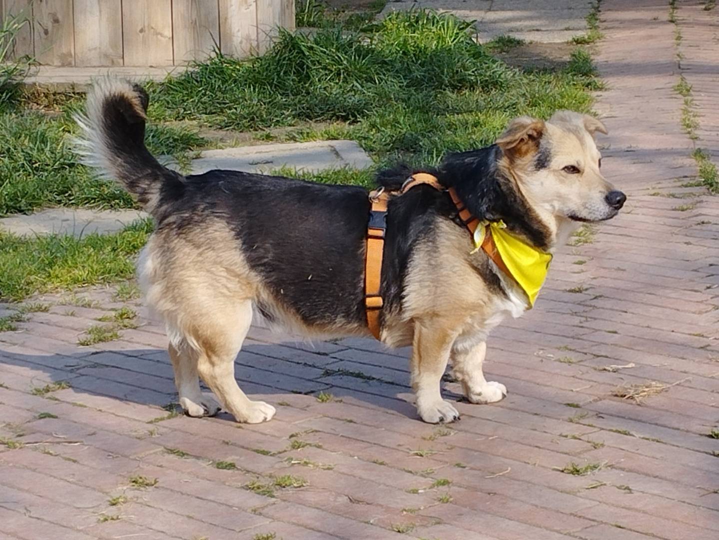 Adotta un cane, maschio, 5 anni e 7 mesi, Milano