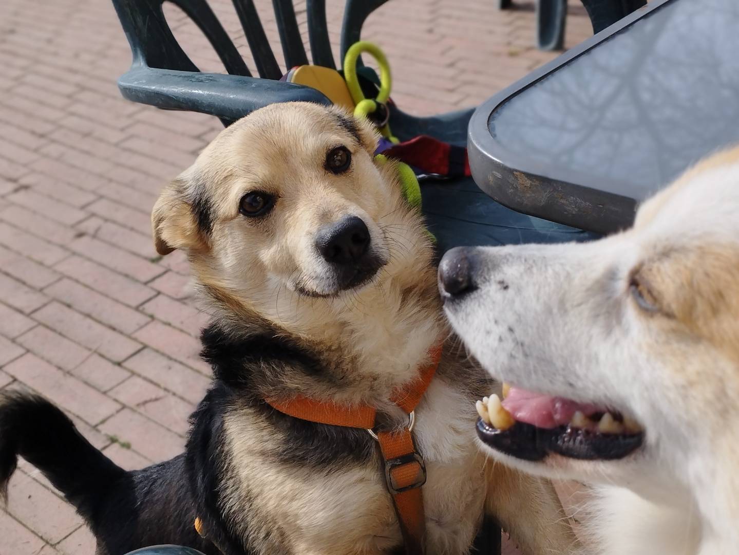 Adotta un cane, taglia piccola, maschio, Milano