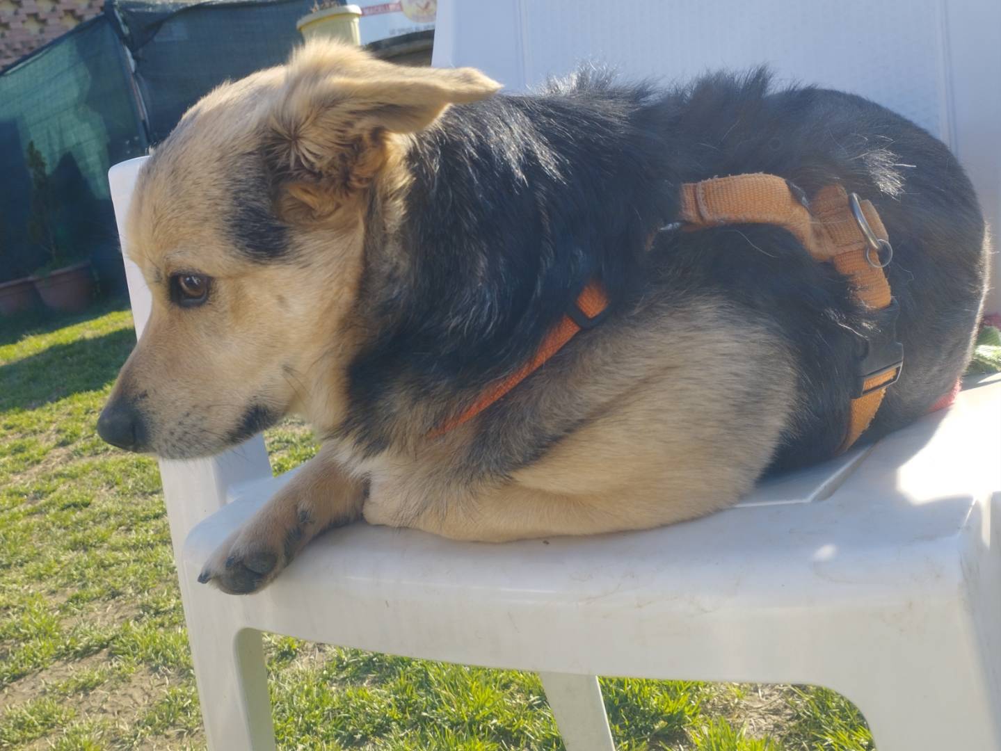 Vuoi adottare un cane a Milano?