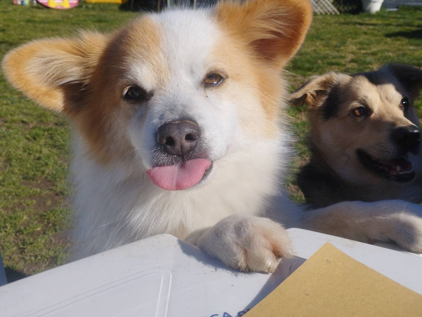 Adozione cane, maschio, Razza sconosciuta Razza sconosciuta, 5 anni e 7 mesi, taglia piccola, Milano