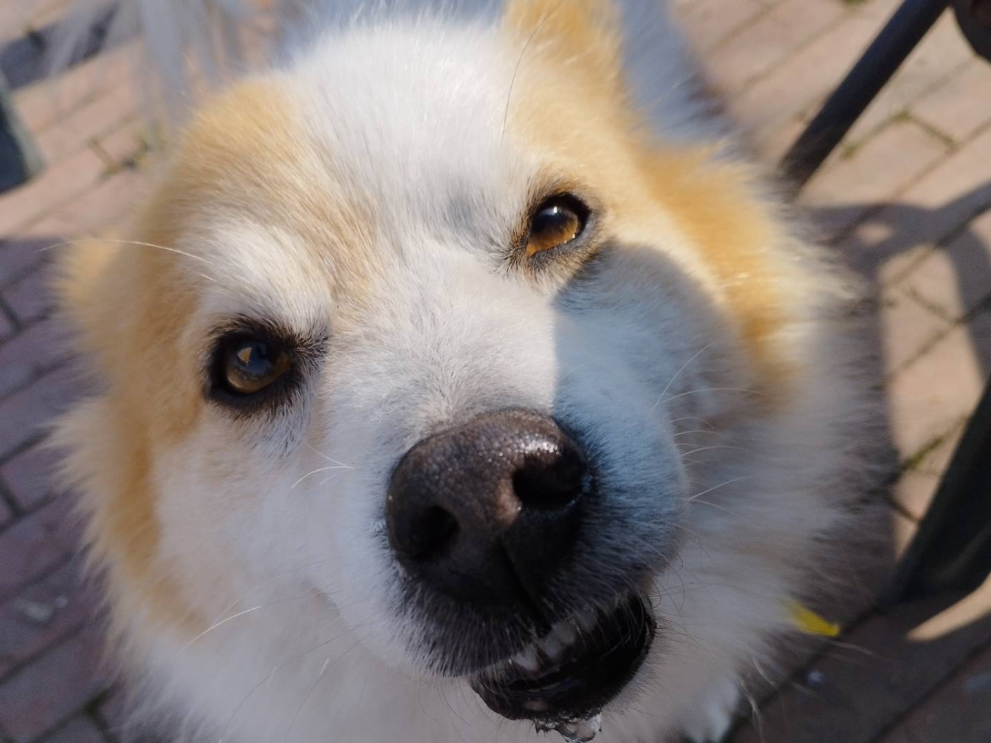 Adotta un cane, maschio, 5 anni e 7 mesi, Milano