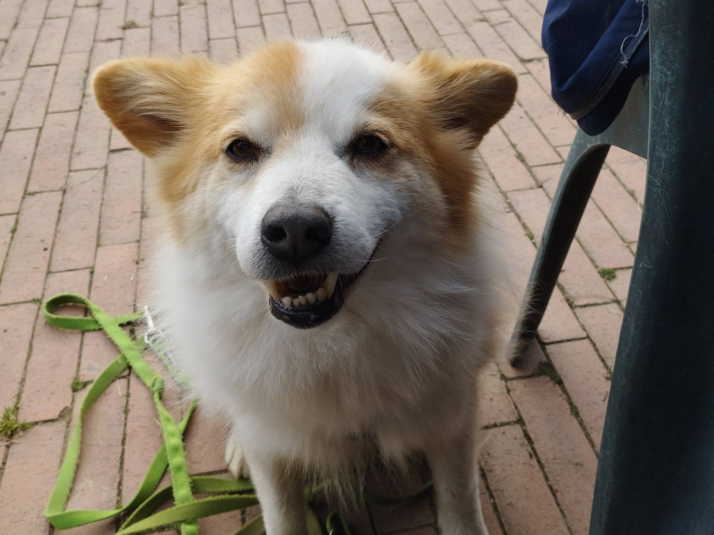 Adotta un cane, taglia piccola, maschio, Milano
