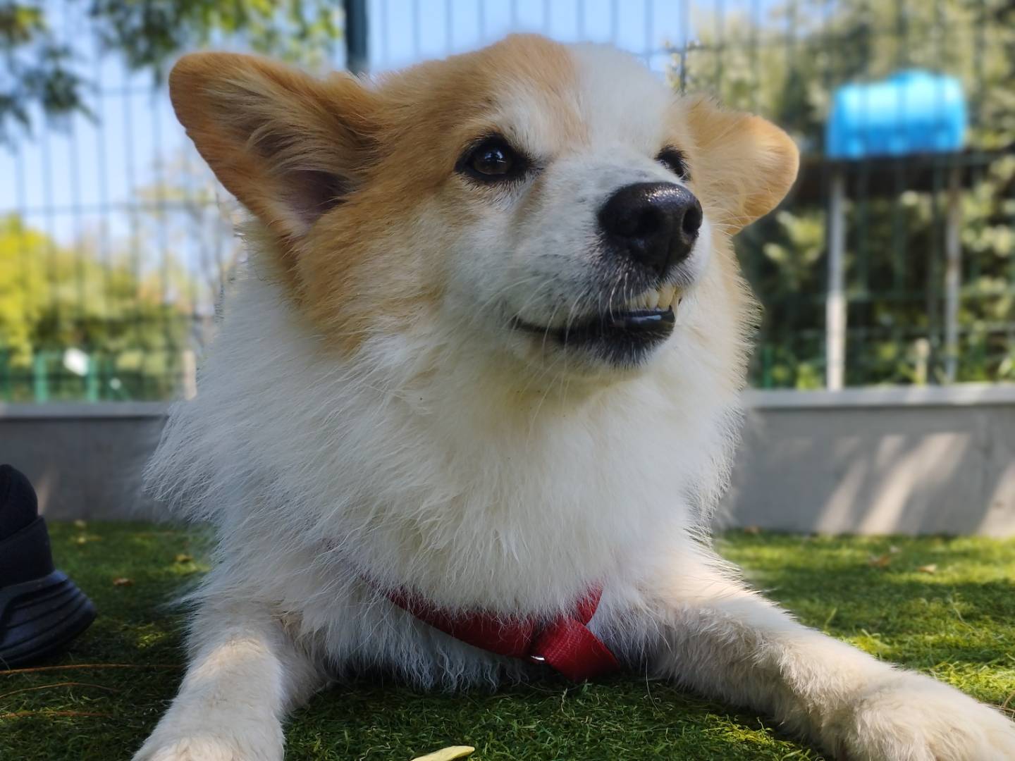 Vuoi adottare un cane a Milano?