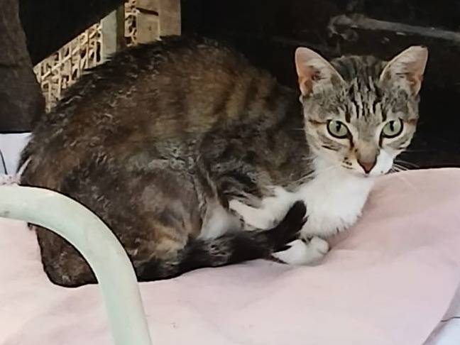 Adozione gatto, femmina, Razza sconosciuta Razza sconosciuta, 1 anno e 7 mesi, taglia non valida, Parma