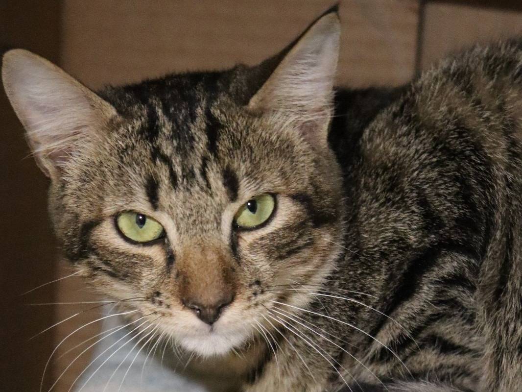 Adozione gatto, femmina, Razza sconosciuta Razza sconosciuta, 1 anno e 6 mesi, taglia non valida, Barletta