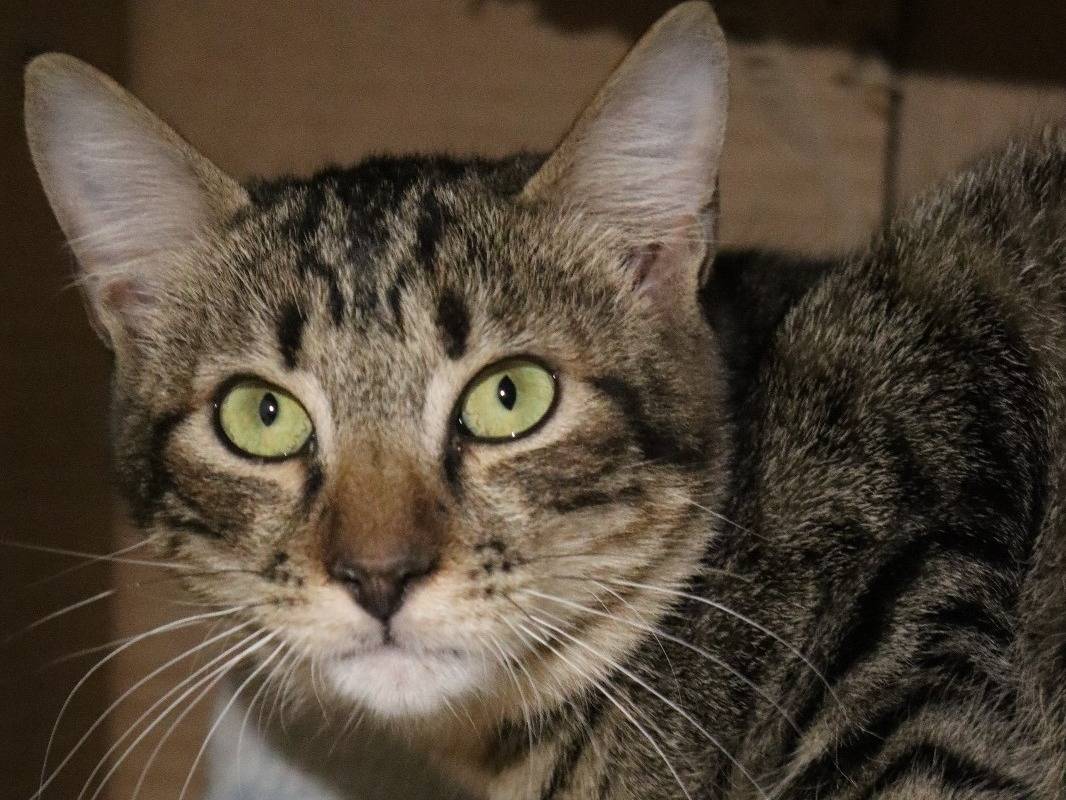Adotta un gatto, femmina, 1 anno e 6 mesi, Barletta
