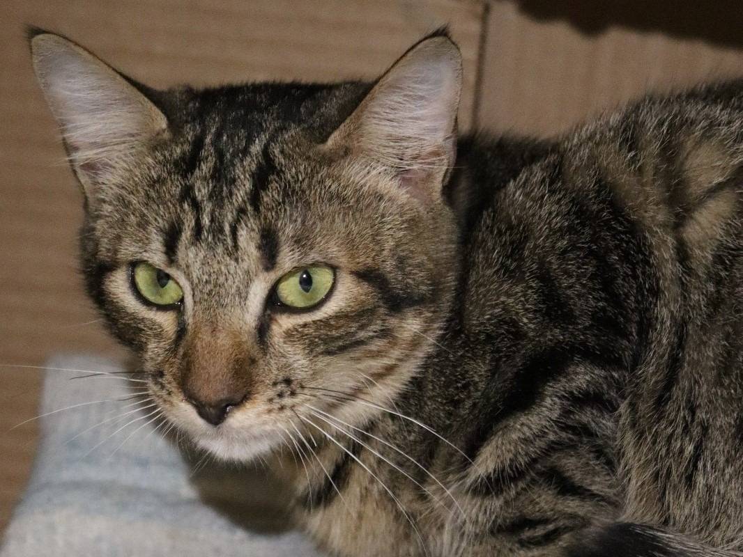 Adotta un gatto, taglia non valida, femmina, Barletta