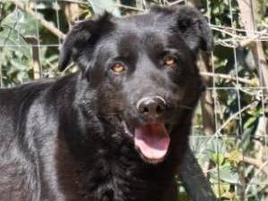Adozione cane, maschio, Razza sconosciuta Razza sconosciuta, 11 anni e 1 mese, taglia grande, Como
