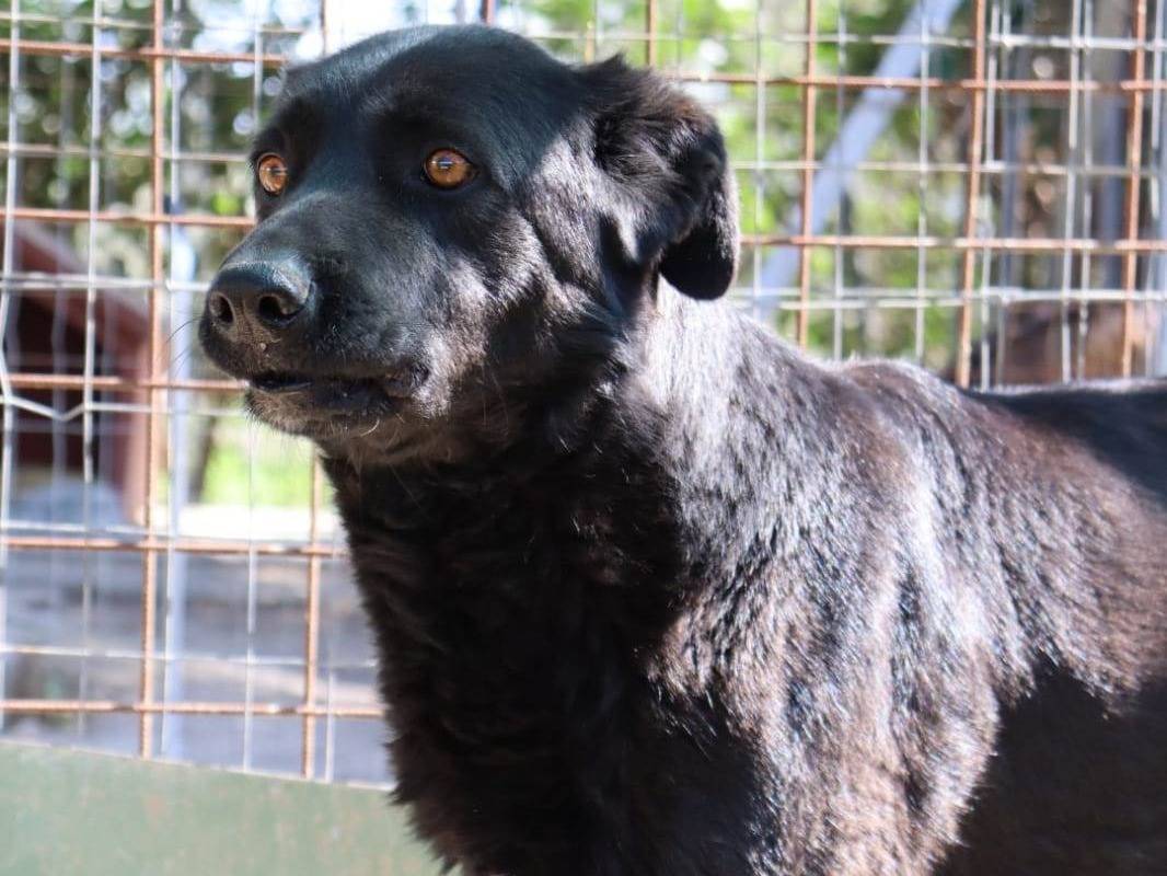 Adotta un cane, maschio, 11 anni e 1 mese, Como