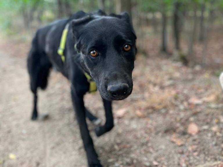 Vuoi adottare un cane a Como?