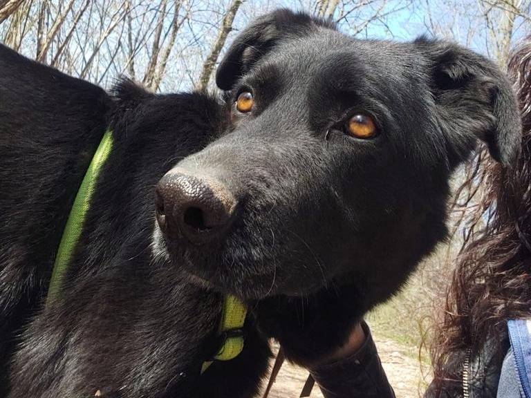 Adotta il cane Homer a Como