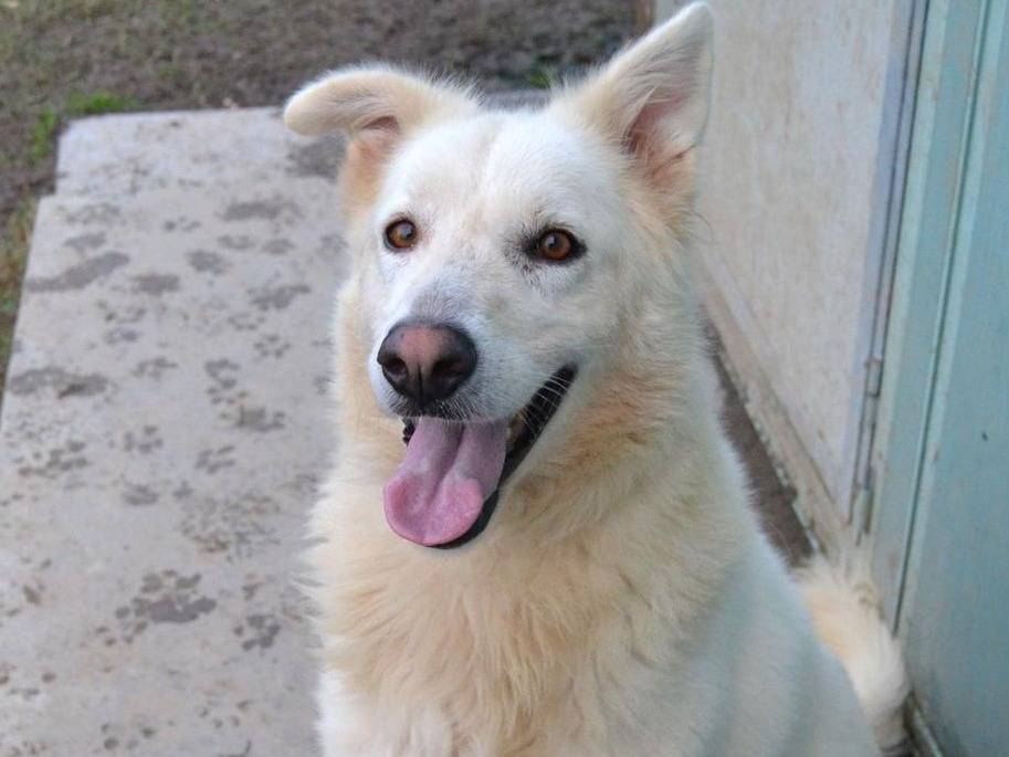 Adozione cane, femmina, Razza sconosciuta Razza sconosciuta, 3 anni e 1 mese, taglia media, Pavia