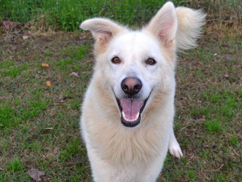 Adotta un cane, femmina, 3 anni e 1 mese, Pavia