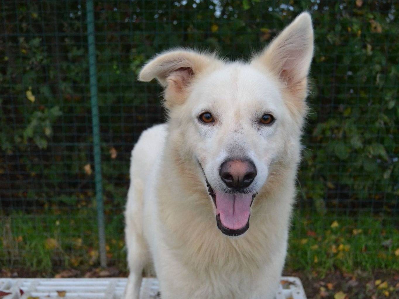 Adotta un cane, taglia media, femmina, Pavia