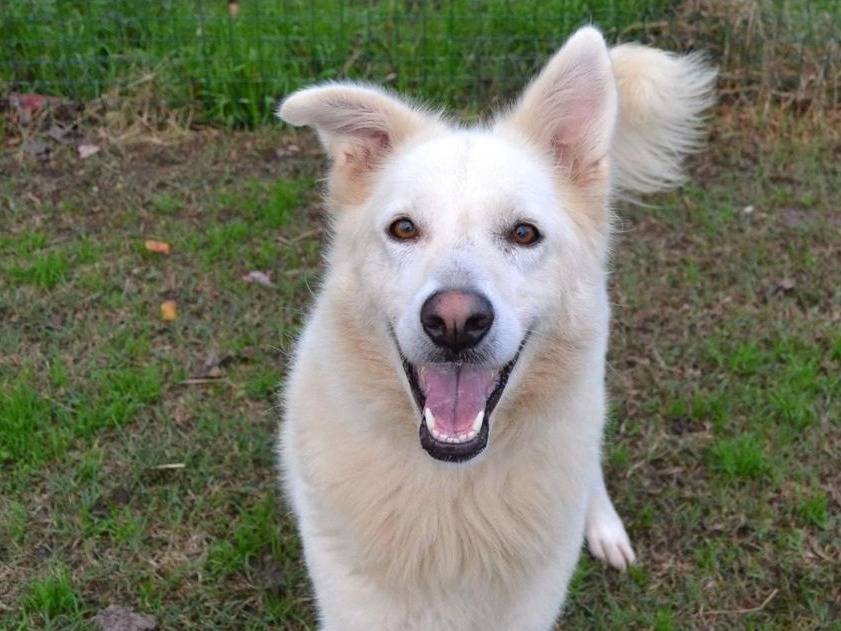 Adotta il cane GELSOMINA a Pavia