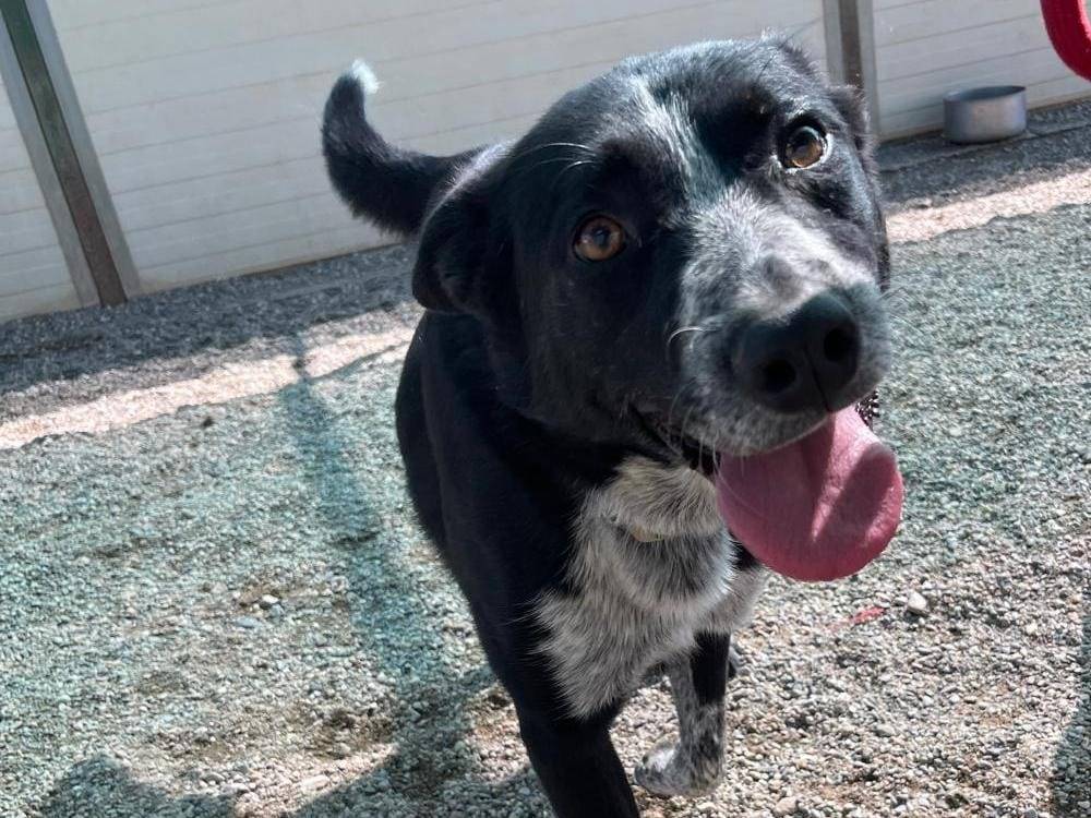 Adozione cane, maschio, Razza sconosciuta Razza sconosciuta, 2 anni e 11 mesi, taglia media, Como