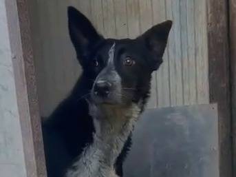 Adotta un cane, maschio, 2 anni e 11 mesi, Como