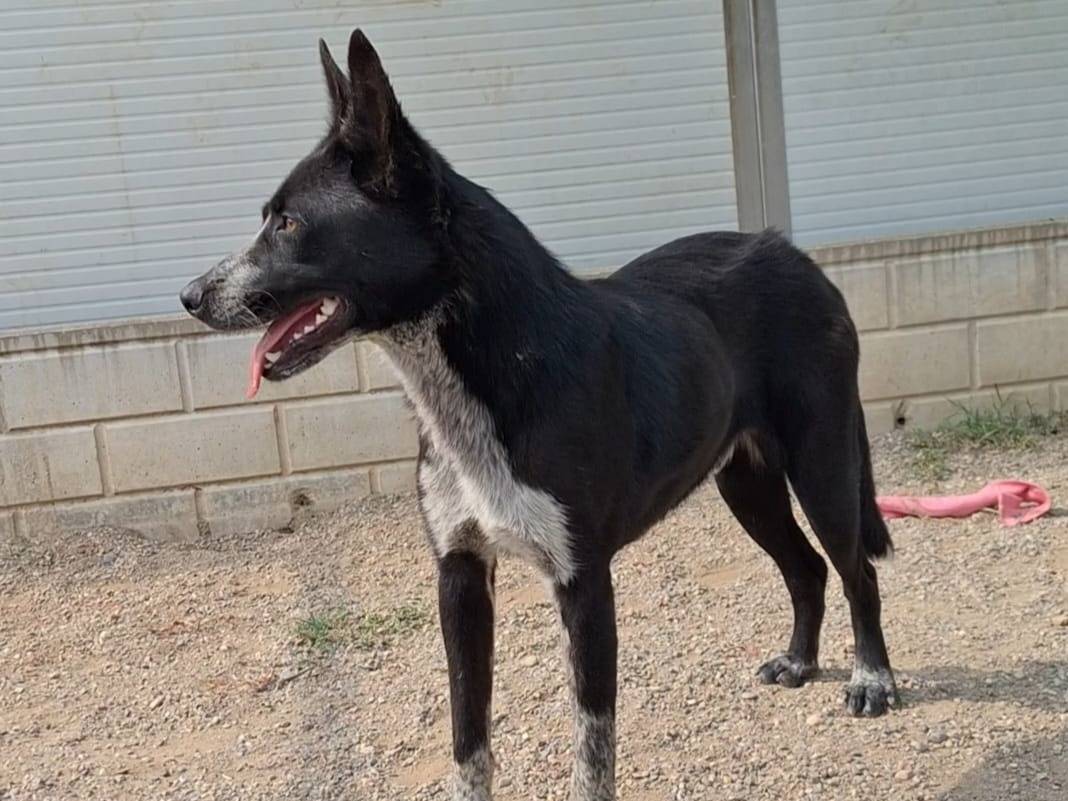 Adotta un cane, taglia media, maschio, Como