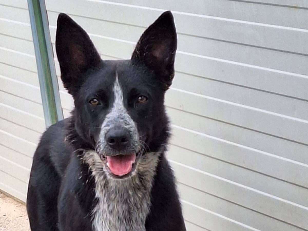 Vuoi adottare un cane a Como?