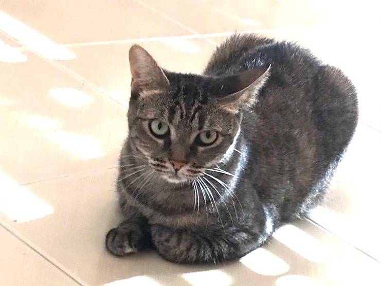 Adozione gatto, femmina, Razza sconosciuta Razza sconosciuta, 6 anni e 1 mese, taglia non valida, Barletta