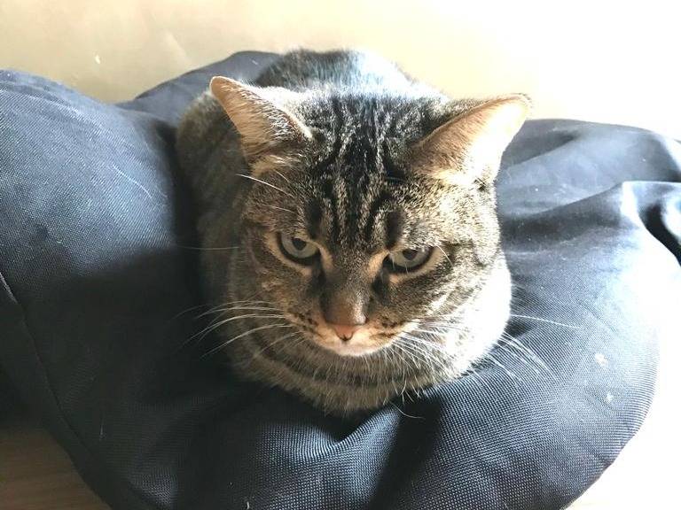 Adotta un gatto, femmina, 6 anni e 1 mese, Barletta