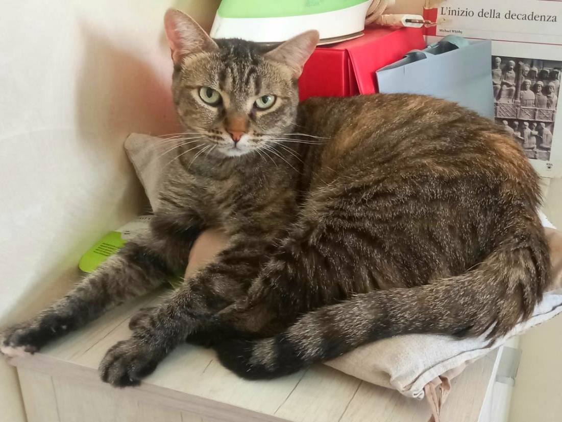 Adotta un gatto, taglia non valida, femmina, Barletta