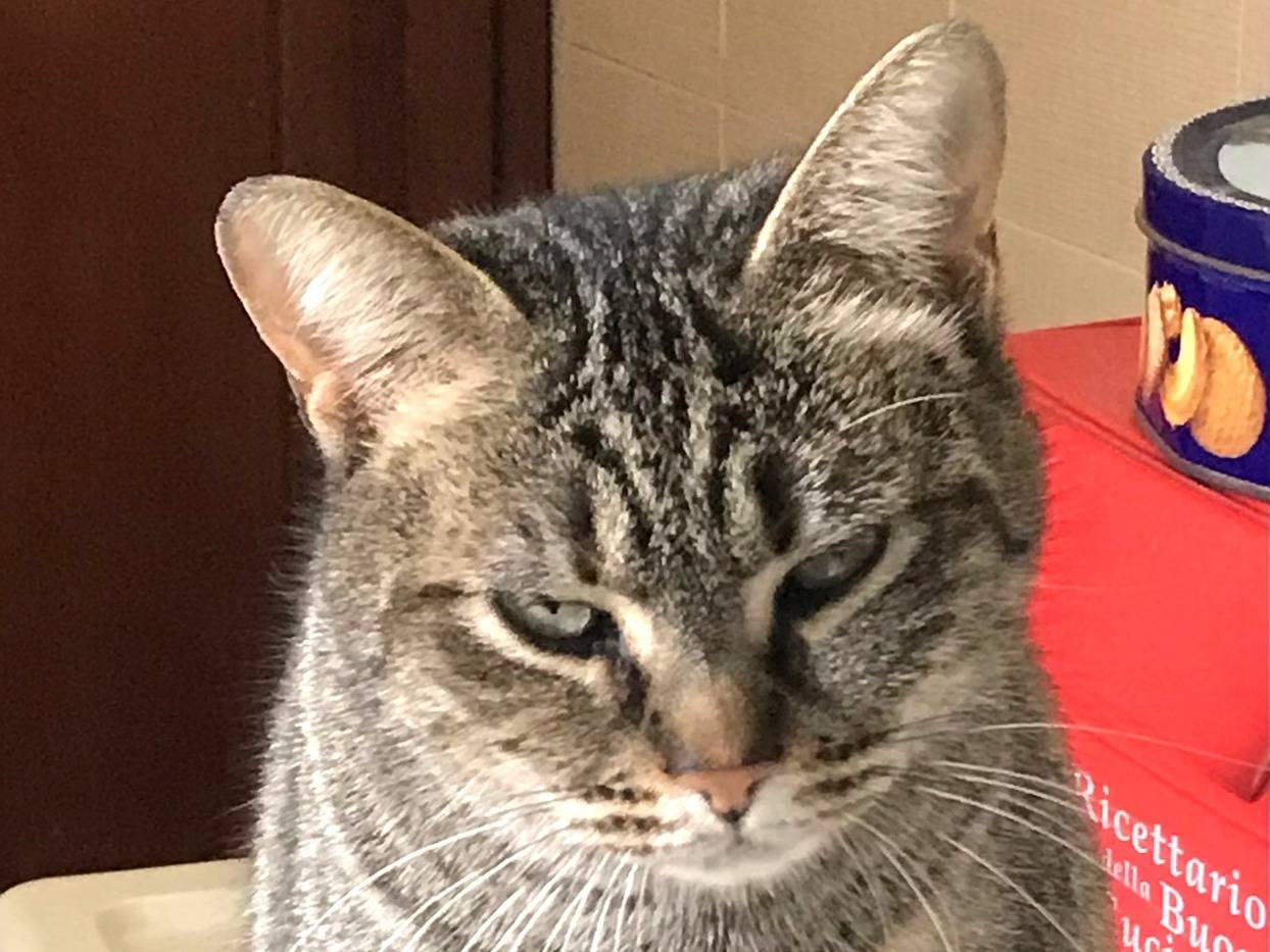 Adotta il gatto Marina a Barletta