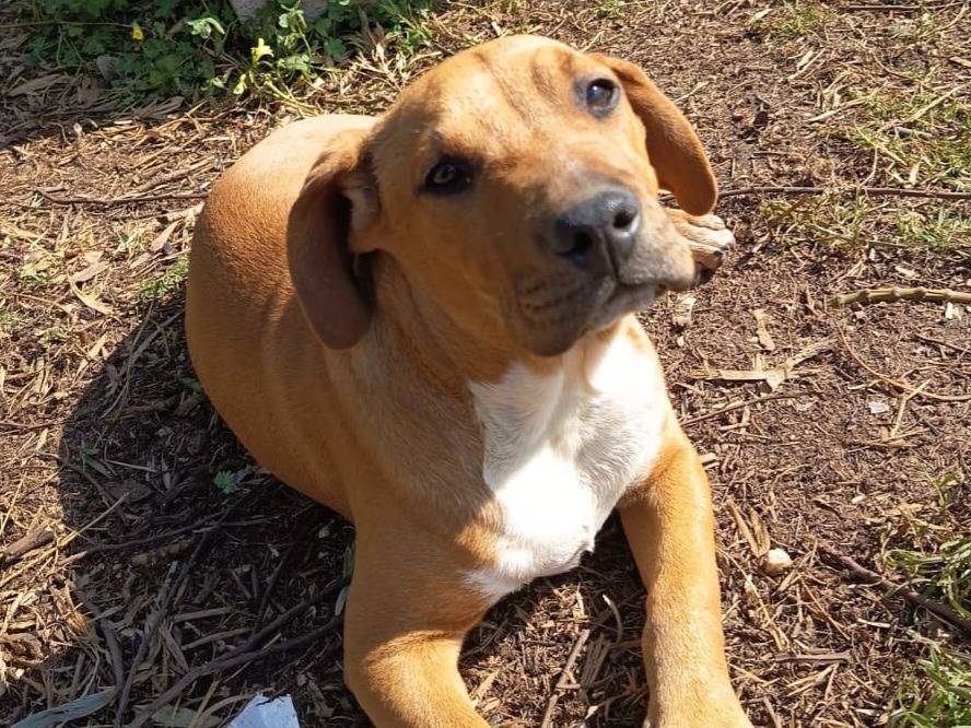 Adozione cane, maschio, Razza sconosciuta Razza sconosciuta, 5 mesi, taglia media, Bologna