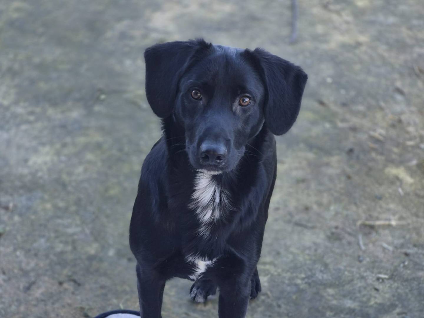 Adozione cane, maschio, Razza sconosciuta Razza sconosciuta, 8 mesi, taglia media, Trapani