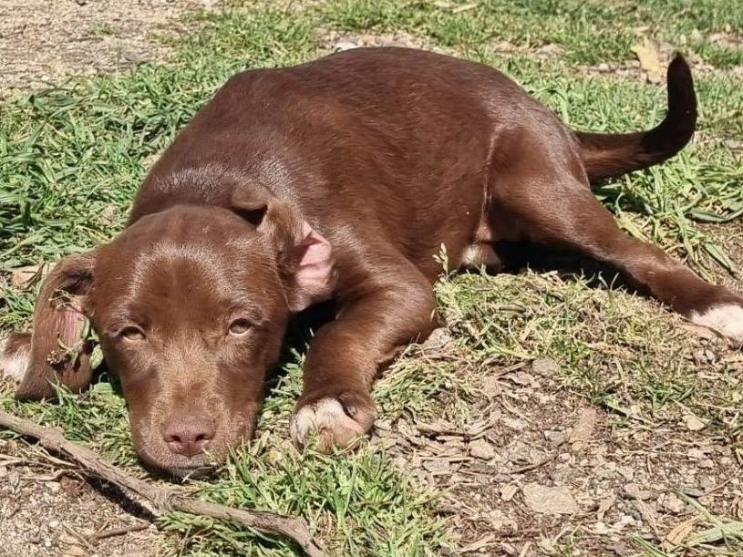 Adotta il cane SORELLINE ASPETTANO UNA MAMMA  a Varese