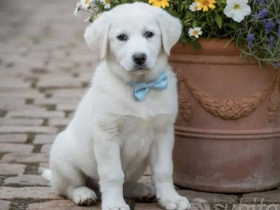 Adotta un cane, maschio, 4 mesi, Siena