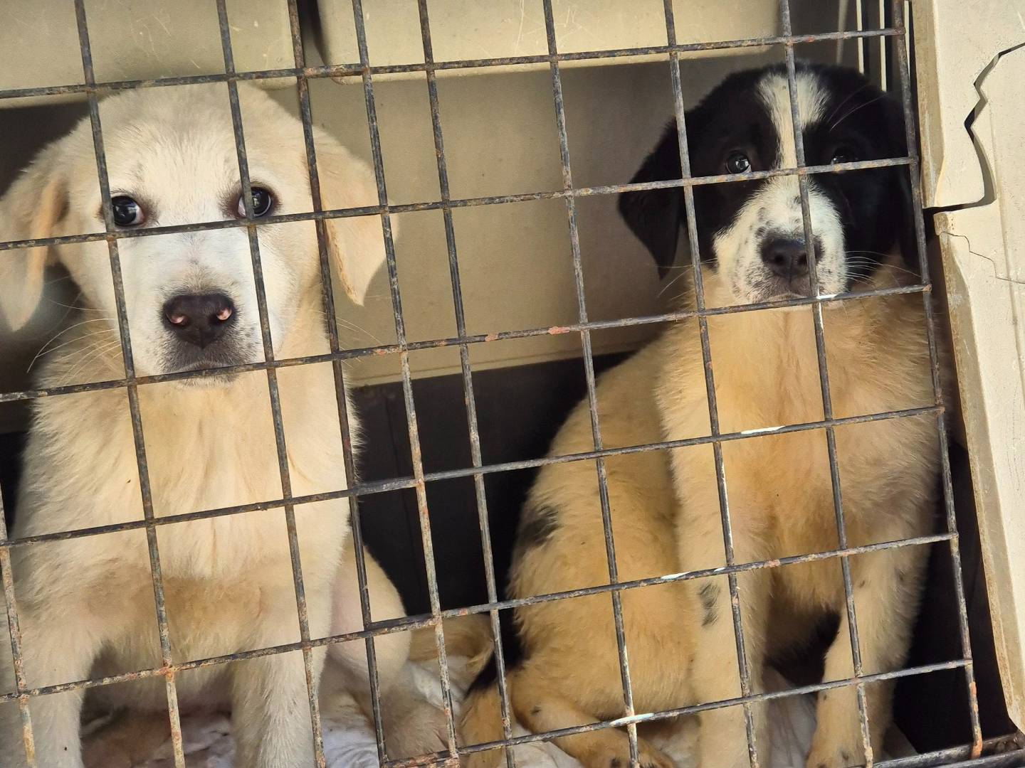 Vuoi adottare un cane a Siena?