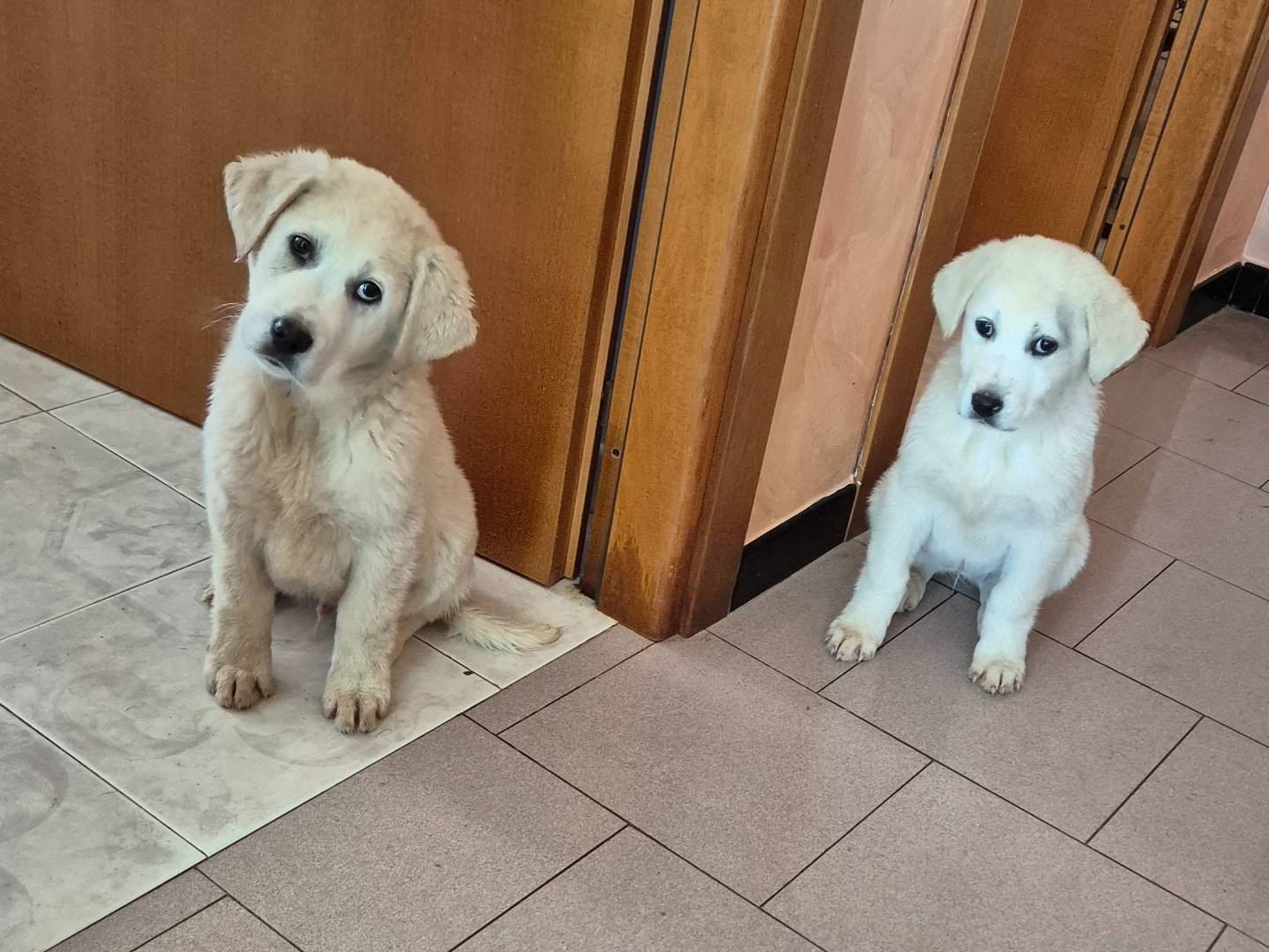 Adotta il cane Raimondo  a Siena